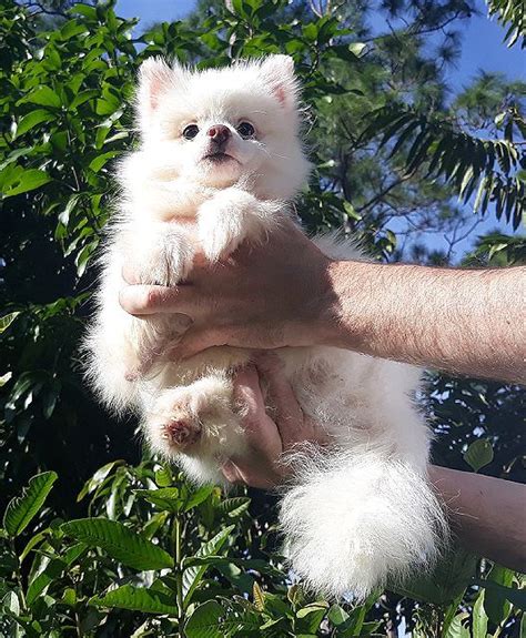 Puppies for sale west palm beach - Purebred & Socialized Bunnies- Holland lops and lionhead dwarf pets. $0. Yelm Wa (40 min from OLY and Tacoma) can possibly meet. $35 - Bamboo bunny rabbit, currently 2 months old. $0. bellevue ... Puppies for sale. $0. Graham Males shihtzu puppies. $0. tacoma / pierce Female Bully 6 months. $0. Monroe 3 AKC Rottweilers. $0 ...